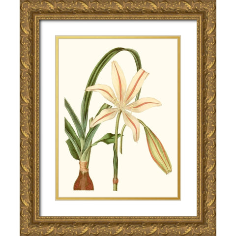 Antique Amaryllis I Gold Ornate Wood Framed Art Print with Double Matting by Curtis