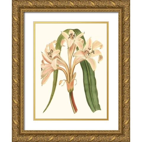 Antique Amaryllis III Gold Ornate Wood Framed Art Print with Double Matting by Curtis