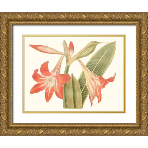 Antique Amaryllis IV Gold Ornate Wood Framed Art Print with Double Matting by Curtis