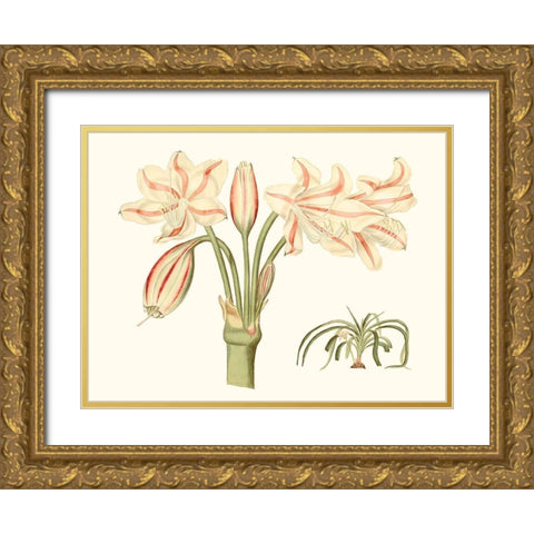Antique Amaryllis V Gold Ornate Wood Framed Art Print with Double Matting by Curtis