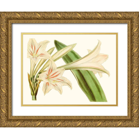Antique Amaryllis VI Gold Ornate Wood Framed Art Print with Double Matting by Curtis