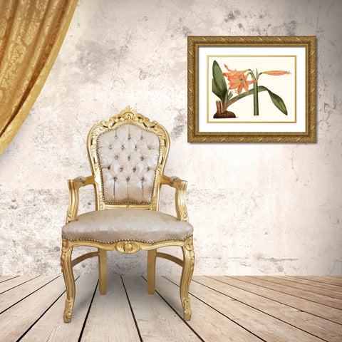 Antique Amaryllis VII Gold Ornate Wood Framed Art Print with Double Matting by Curtis