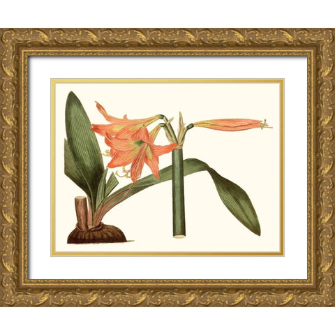 Antique Amaryllis VII Gold Ornate Wood Framed Art Print with Double Matting by Curtis