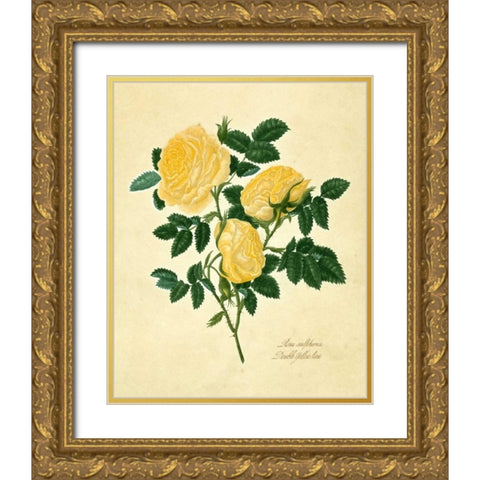 Double Yellow Rose Gold Ornate Wood Framed Art Print with Double Matting by Lawrence, Mary