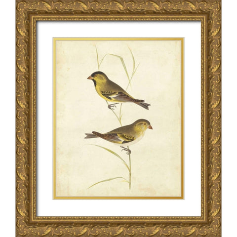 Goldfinch Gold Ornate Wood Framed Art Print with Double Matting by Cassin