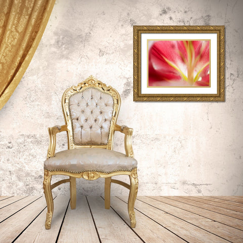 Macro Stargazer II Gold Ornate Wood Framed Art Print with Double Matting by Nourock, Jonathan