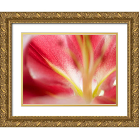 Macro Stargazer II Gold Ornate Wood Framed Art Print with Double Matting by Nourock, Jonathan