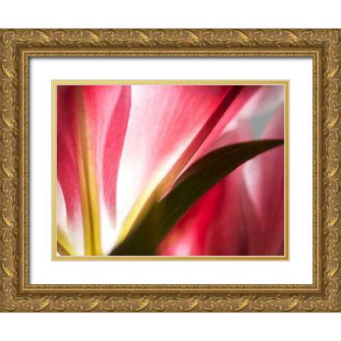 Macro Stargazer III Gold Ornate Wood Framed Art Print with Double Matting by Nourock, Jonathan