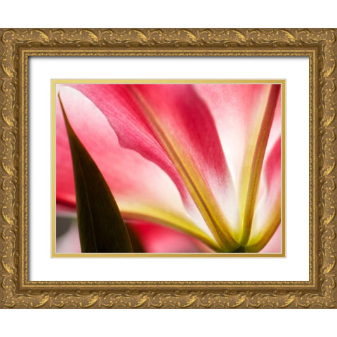 Macro Stargazer IV Gold Ornate Wood Framed Art Print with Double Matting by Nourock, Jonathan