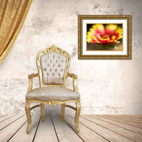 Gaillardia I Gold Ornate Wood Framed Art Print with Double Matting by Nourock, Jonathan