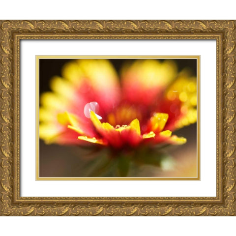 Gaillardia I Gold Ornate Wood Framed Art Print with Double Matting by Nourock, Jonathan