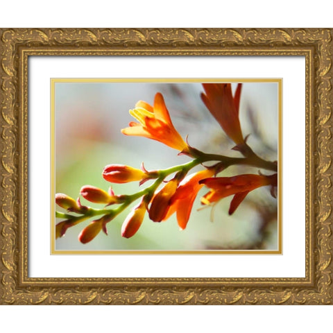 Open Sunshine II Gold Ornate Wood Framed Art Print with Double Matting by Nourock, Jonathan