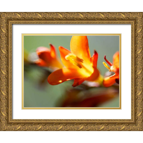 Open Sunshine III Gold Ornate Wood Framed Art Print with Double Matting by Nourock, Jonathan