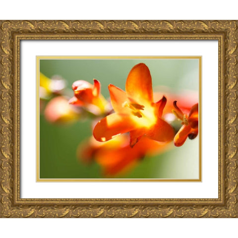Open Sunshine IV Gold Ornate Wood Framed Art Print with Double Matting by Nourock, Jonathan