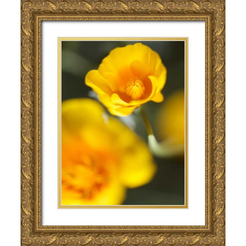 California Poppy I Gold Ornate Wood Framed Art Print with Double Matting by Nourock, Jonathan