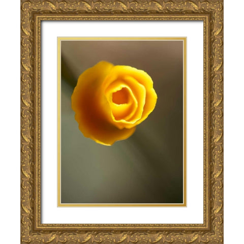 California Poppy II Gold Ornate Wood Framed Art Print with Double Matting by Nourock, Jonathan