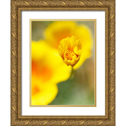 California Poppy III Gold Ornate Wood Framed Art Print with Double Matting by Nourock, Jonathan