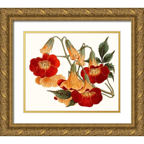 Striking Coral Botanicals IV Gold Ornate Wood Framed Art Print with Double Matting by Curtis