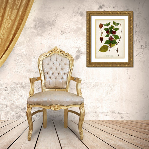 Antique Greenery I Gold Ornate Wood Framed Art Print with Double Matting by Unknown