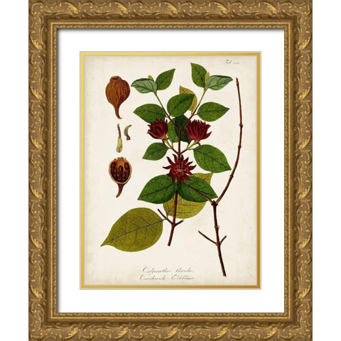Antique Greenery I Gold Ornate Wood Framed Art Print with Double Matting by Unknown