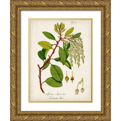 Antique Greenery III Gold Ornate Wood Framed Art Print with Double Matting by Unknown