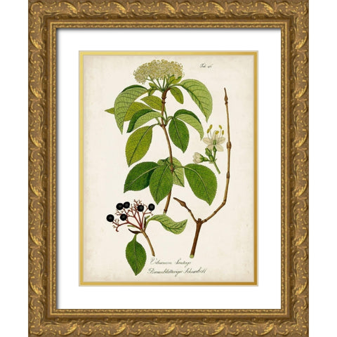 Antique Greenery IV Gold Ornate Wood Framed Art Print with Double Matting by Unknown