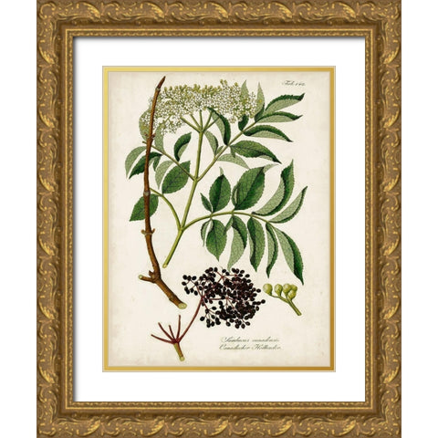 Antique Greenery V Gold Ornate Wood Framed Art Print with Double Matting by Unknown