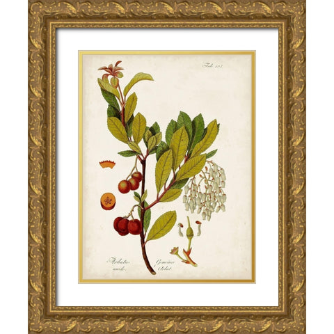 Antique Greenery VI Gold Ornate Wood Framed Art Print with Double Matting by Unknown