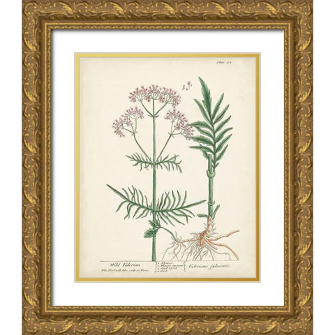 Antique Herbs I Gold Ornate Wood Framed Art Print with Double Matting by Unknown