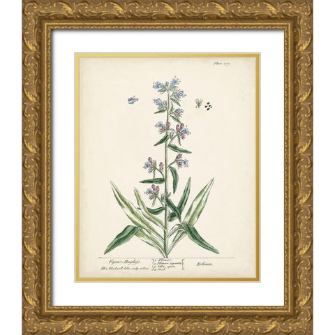 Antique Herbs II Gold Ornate Wood Framed Art Print with Double Matting by Unknown