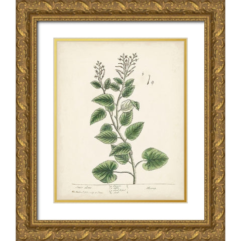 Antique Herbs III Gold Ornate Wood Framed Art Print with Double Matting by Unknown