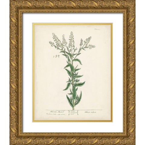 Antique Herbs IV Gold Ornate Wood Framed Art Print with Double Matting by Unknown