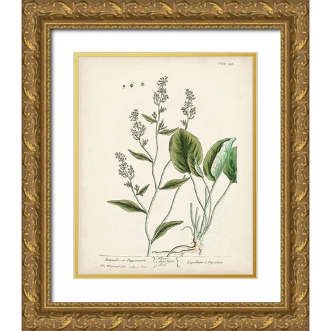 Antique Herbs V Gold Ornate Wood Framed Art Print with Double Matting by Unknown