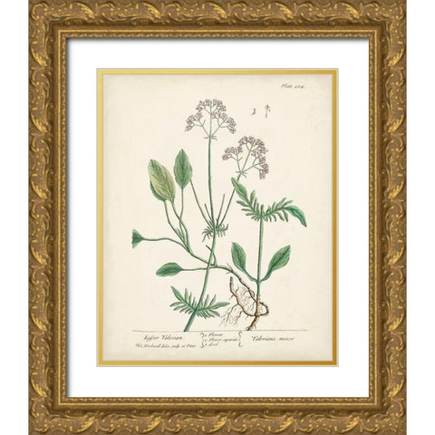 Antique Herbs VI Gold Ornate Wood Framed Art Print with Double Matting by Unknown