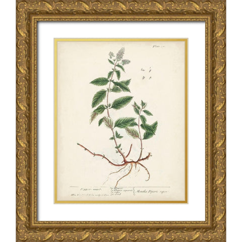 Antique Herbs VII Gold Ornate Wood Framed Art Print with Double Matting by Unknown
