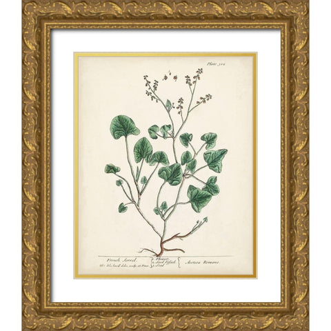 Antique Herbs VIII Gold Ornate Wood Framed Art Print with Double Matting by Unknown
