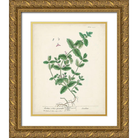 Antique Herbs IX Gold Ornate Wood Framed Art Print with Double Matting by Unknown
