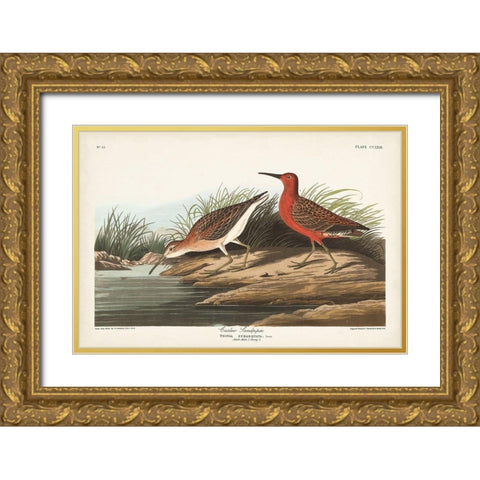 Pl. 263 Curlew Sandpiper Gold Ornate Wood Framed Art Print with Double Matting by Audubon, John James