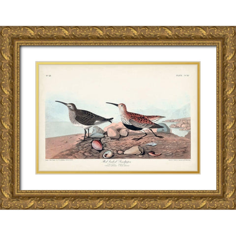 Pl. 290 Red-backed Sandpiper Gold Ornate Wood Framed Art Print with Double Matting by Audubon, John James