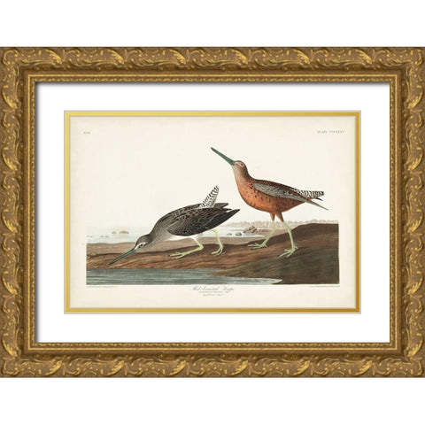 Pl. 335 Red-breasted Snipe Gold Ornate Wood Framed Art Print with Double Matting by Audubon, John James