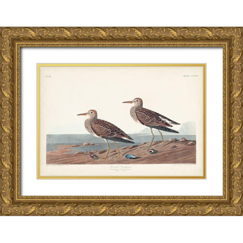Pl. 294 Pectoral Sandpiper Gold Ornate Wood Framed Art Print with Double Matting by Audubon, John James