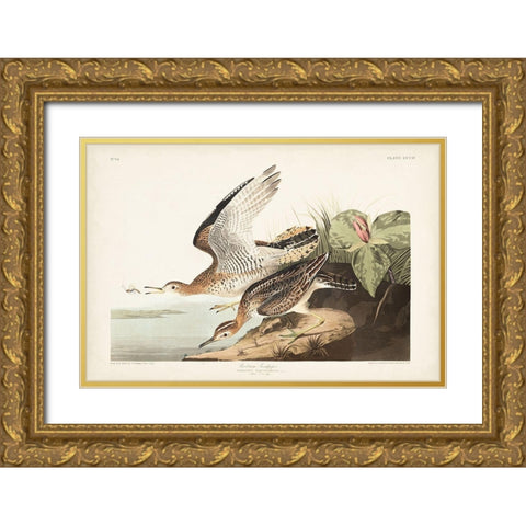 Pl. 303 Bartram Sandpiper Gold Ornate Wood Framed Art Print with Double Matting by Audubon, John James