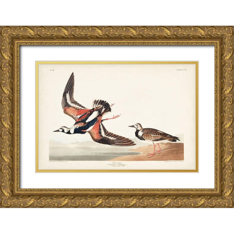 Pl. 304 Turn-stone Gold Ornate Wood Framed Art Print with Double Matting by Audubon, John James