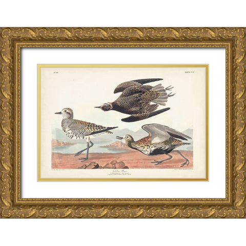 Pl. 300 Golden Plover Gold Ornate Wood Framed Art Print with Double Matting by Audubon, John James