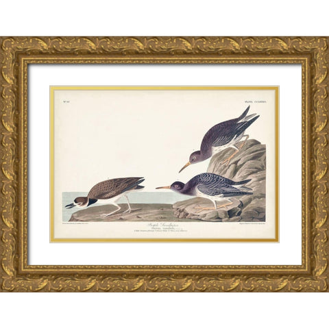 Pl. 284 Purple Sandpiper Gold Ornate Wood Framed Art Print with Double Matting by Audubon, John James