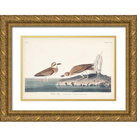 Pl. 209 Wilsons Plover Gold Ornate Wood Framed Art Print with Double Matting by Audubon, John James