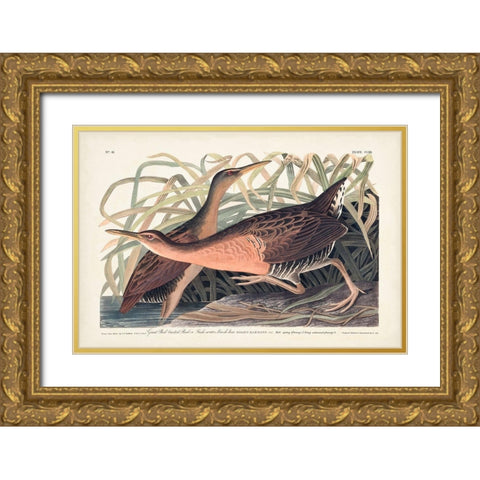 Pl. 203 Great Red-breasted Rail Gold Ornate Wood Framed Art Print with Double Matting by Audubon, John James