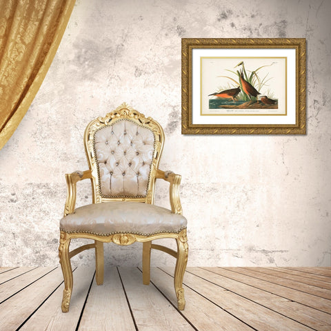 Pl. 205 Virginian Rail Gold Ornate Wood Framed Art Print with Double Matting by Audubon, John James