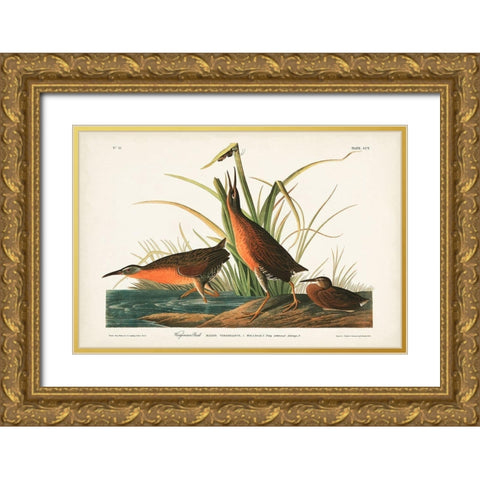 Pl. 205 Virginian Rail Gold Ornate Wood Framed Art Print with Double Matting by Audubon, John James