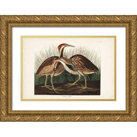Pl. 337 American Bittern Gold Ornate Wood Framed Art Print with Double Matting by Audubon, John James